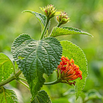 Lantana