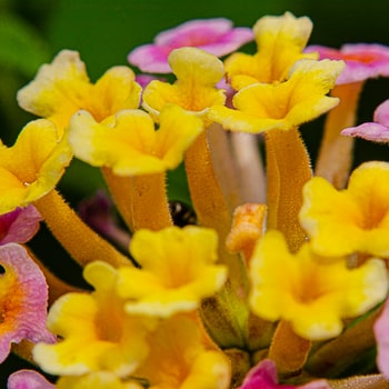 Detalhes da inflorescência da Lantana camará, com exuberante coloração rosa e amarelo.