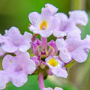 Outra variedade da Lantana, com inflorescências de coloração rosa, branco e amarelo.