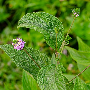 Lantana trifolia, com inflorescências de coloração rosa, branco e amarelo.