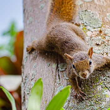 Sciurus aestuans