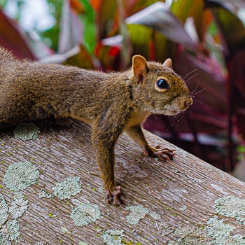 Sciurus aestuans