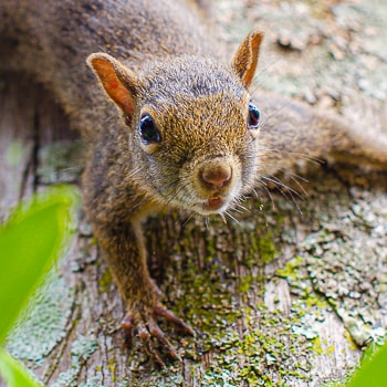 Sciurus aestuans