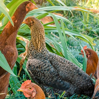 As galinhas são criadas livres na agrofloresta aqui no sítio.