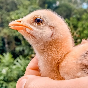 Animais criados livremente apresentam maior bem estar e produtividade.