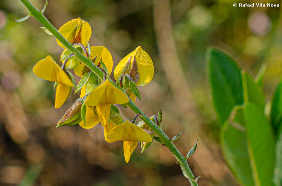 Crotalária spectabilis