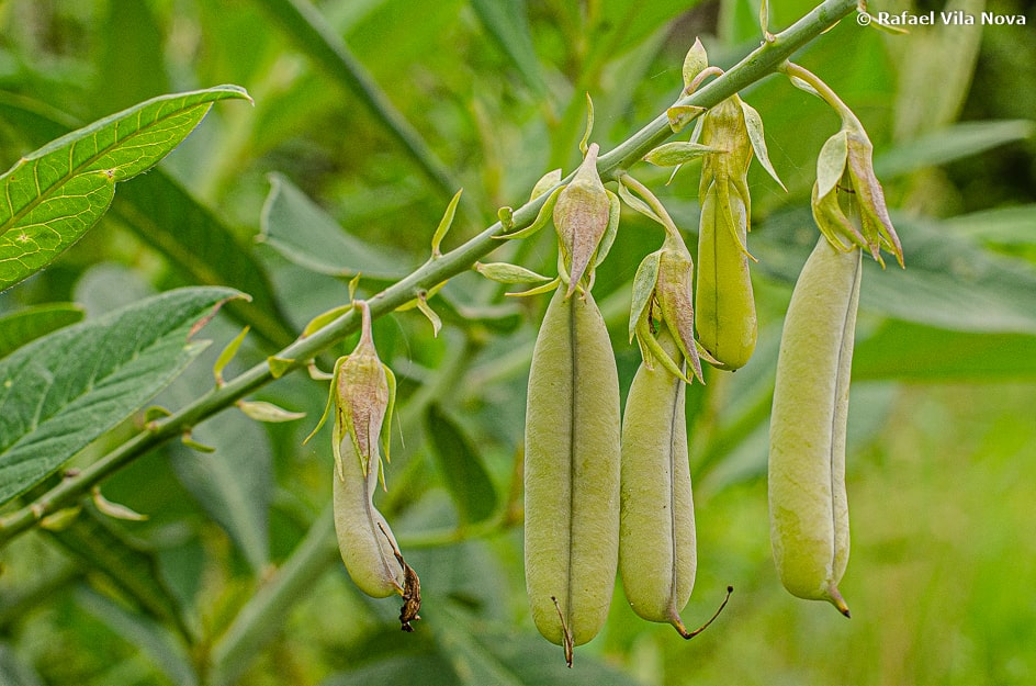 Crotalária spectabilis