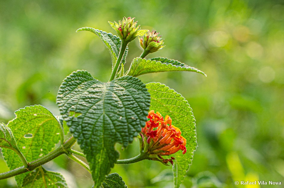 Lantana camara