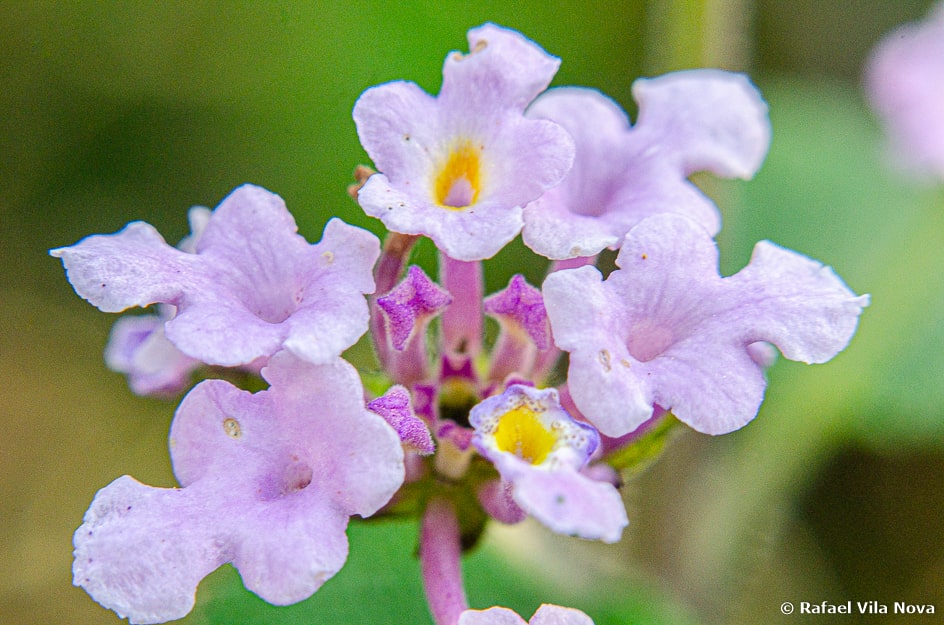 Lantana camara