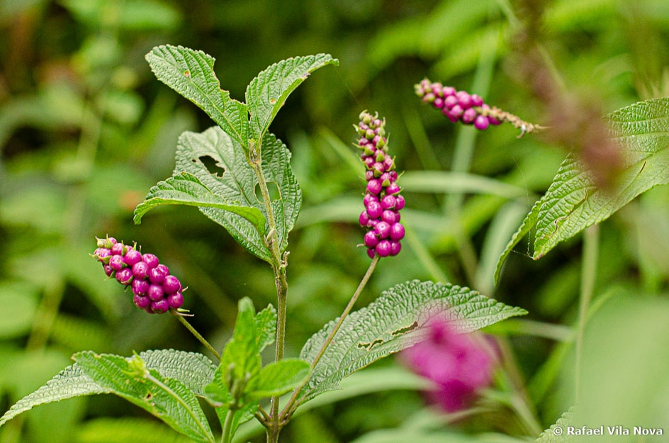 Lantana trifolia