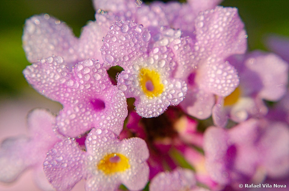 Lantana