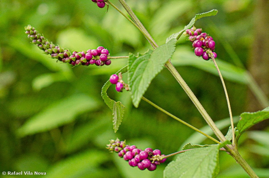 Lantana