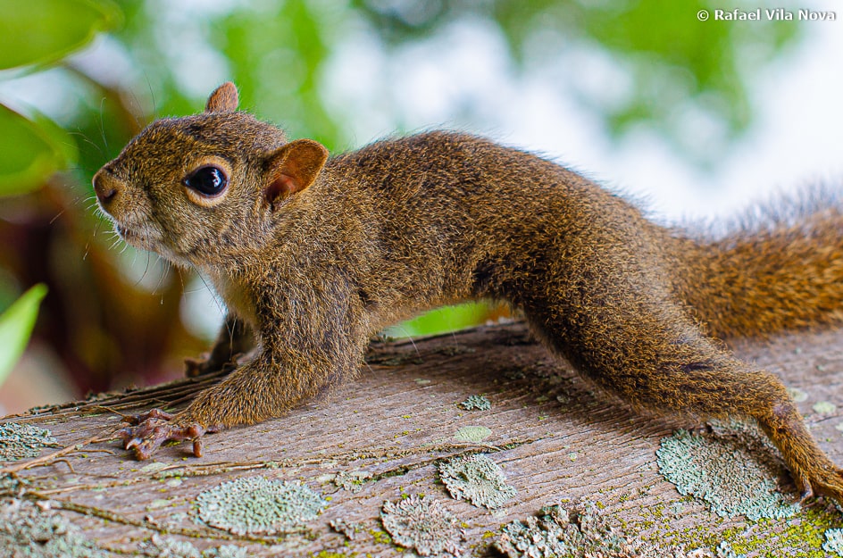 Sciurus aestuans