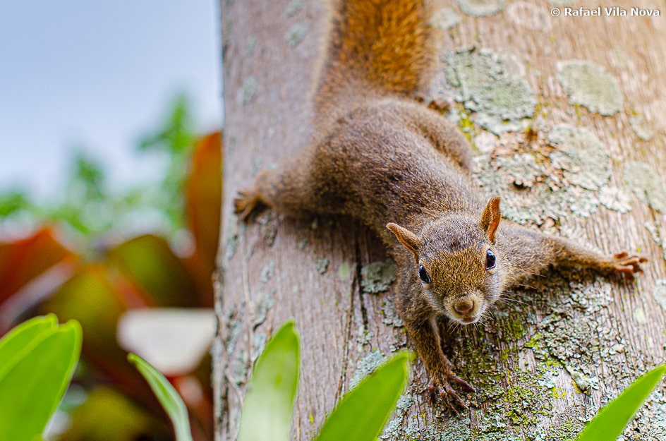 Sciurus aestuans