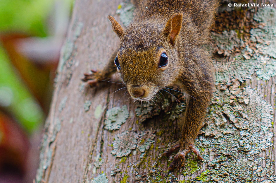 Sciurus aestuans