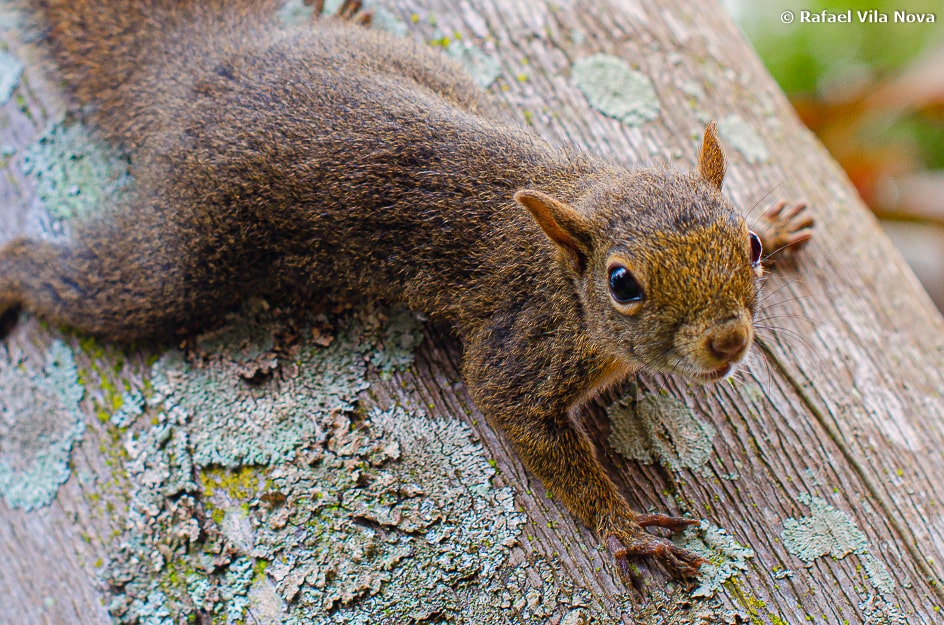 Sciurus aestuans