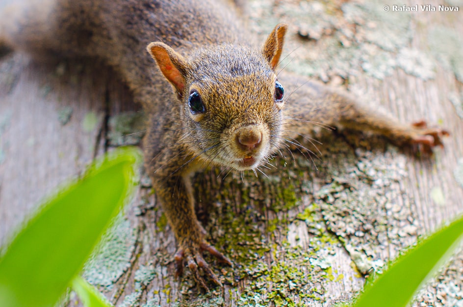 Sciurus aestuans