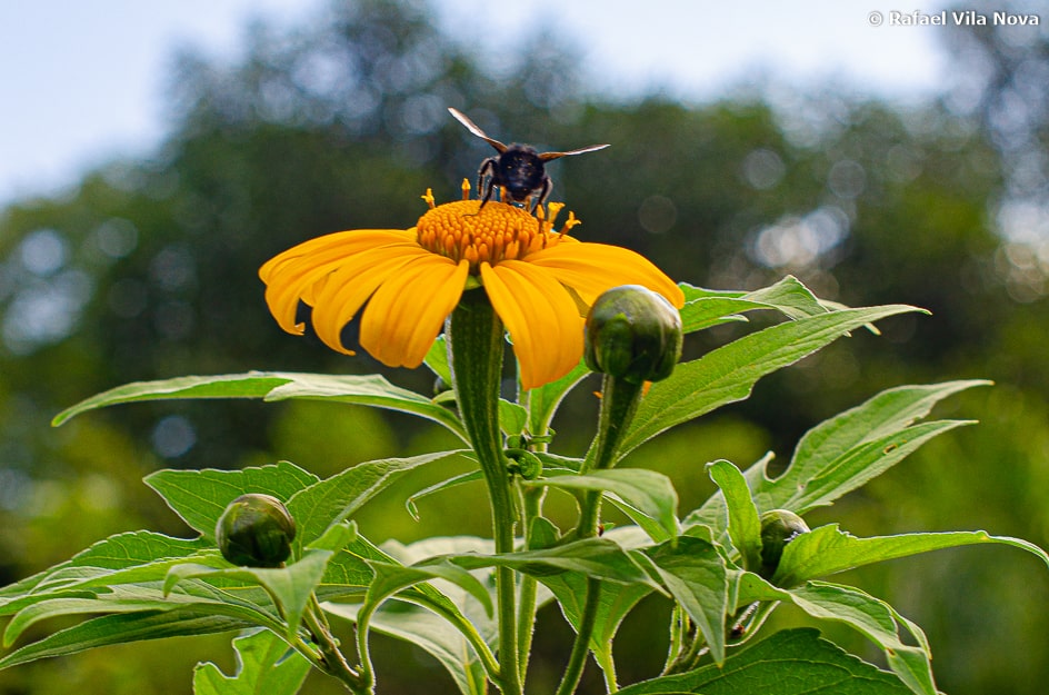 Tithonia diversifolia