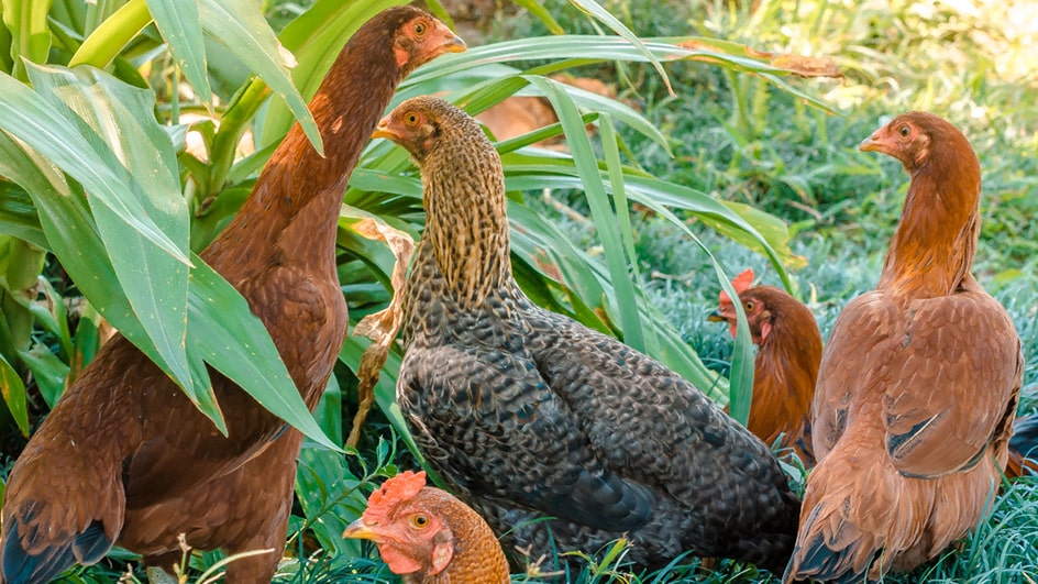 Galinhas na Agrofloresta