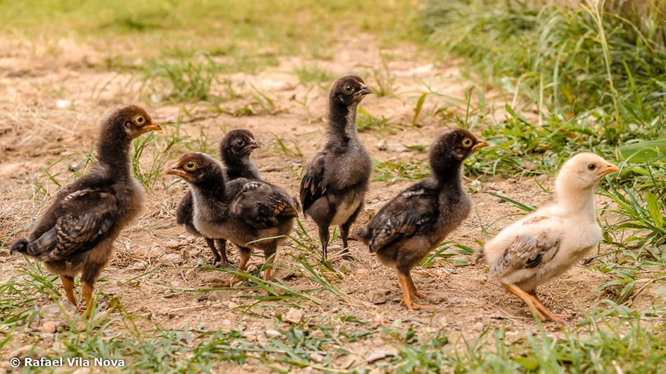 Galinhas na Agrofloresta